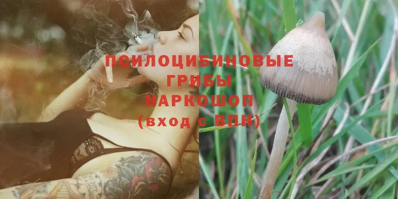 Псилоцибиновые грибы Magic Shrooms  Зеленодольск 